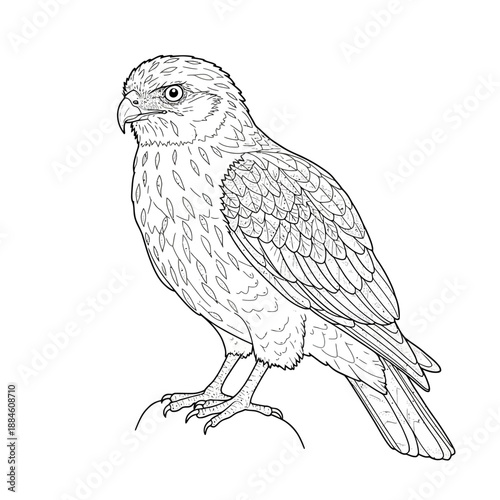 Elegant vector art depicting the Brazilian Marsh Hawk (Circus buffoni), a formidable bird of prey from South American wetlands.