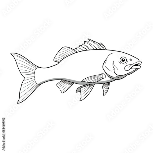 Clean vector outline illustration of a common fish, ideal for simple graphic designs, educational materials, or coloring book pages.
