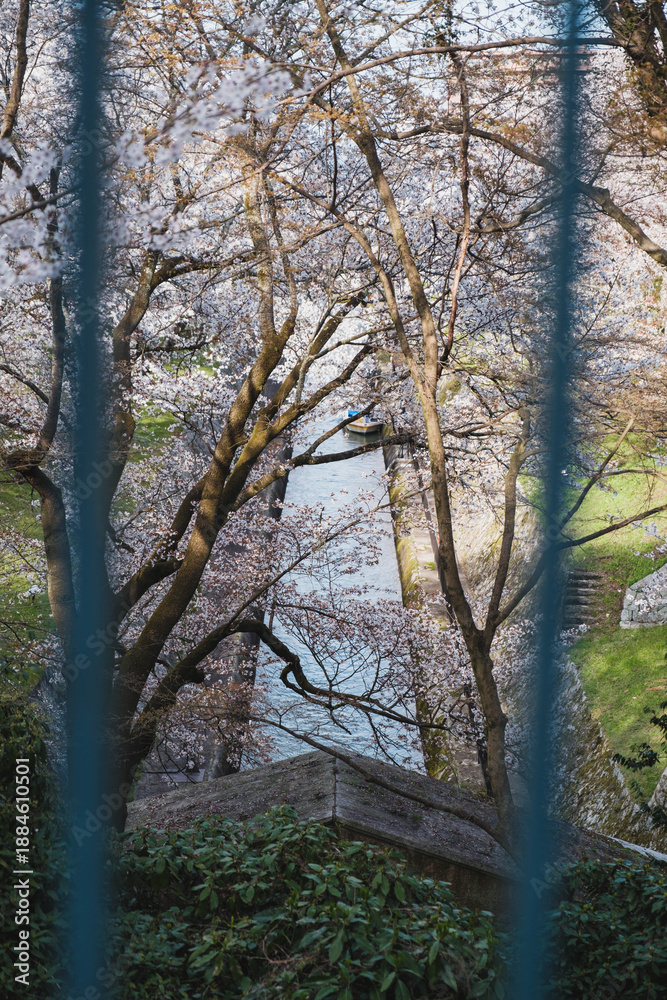 Fototapeta premium 琵琶湖第一疏水、満開の桜が美しい風景、滋賀、日本