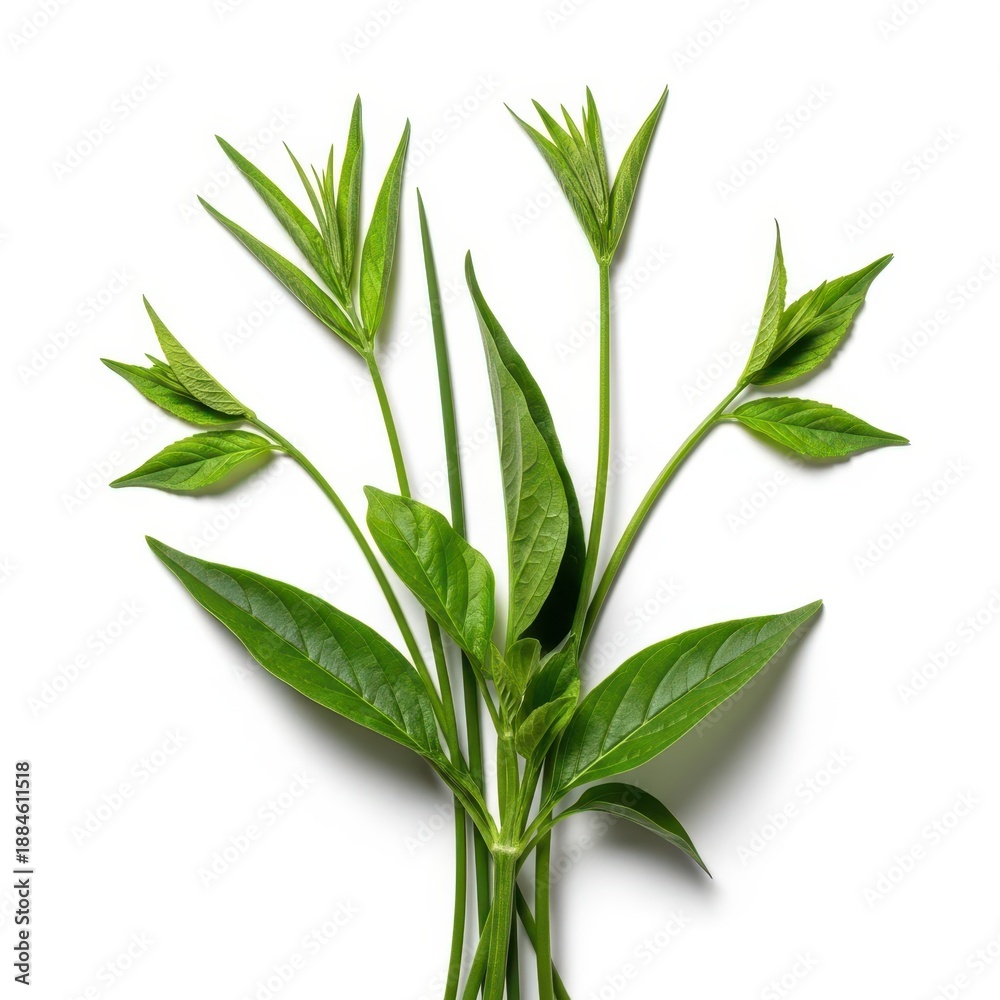 Obraz premium Collection of various green plant stems isolated on a pure white background, showcasing their natural structure, texture, and growth patterns, cutout, simple, botany