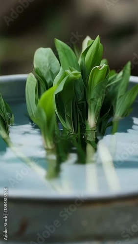 Wallpaper Mural Vertical video: Hand entering frame, lowering green stems into metal tub with blue water to stand Torontodigital.ca