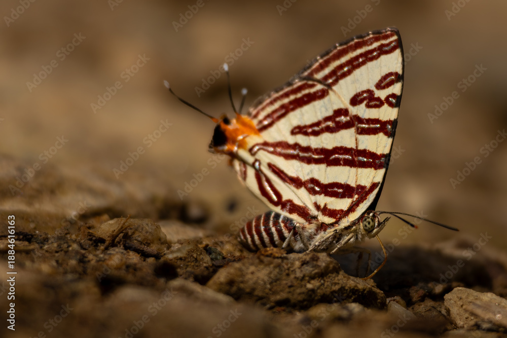 Obraz premium Closeup of silverline butterfly puddling behavior. A naturally composed wildlife visual shows a Himalayan butterfly species, the long-banded silverline, puddling on forest soil during a summer day.