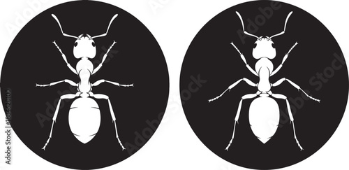 Two ant silhouette insect small bug with six legs