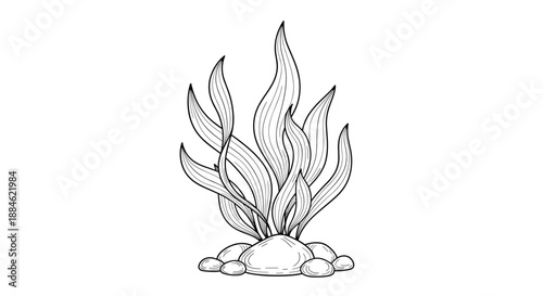 Detailed black and white line drawing of underwater seaweed growing from small round stones on the ocean floor in the sea.