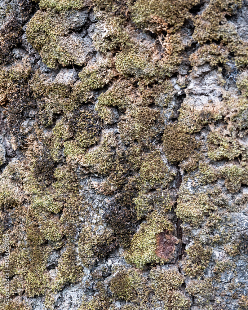 Obraz premium Tree bark texture with green moss growing