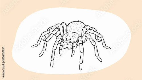 A detailed line drawing of a hairy tarantula spider with eight legs