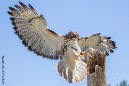 Fotografie Red-tailed Hawk, Buteo jamaicensis