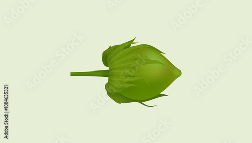 Unopened Green Cotton Boll Bud Representing Early Growth Stage of Cotton Plant