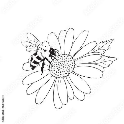Black and white of a bee and a wasp on a flower with detailed petals and wings