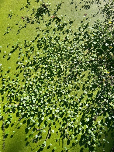 Canvas-taulu Swamp surface in fall with green duckweed plants