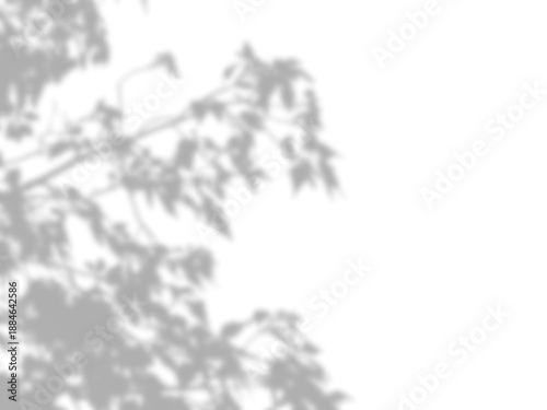 Soft shadows of leaves on a transparent white surface. shadow branches of a tree