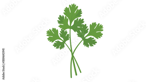 Fresh bunch of green cilantro leaves, commonly known as coriander, representing a flavorful herb essential for various cuisines.