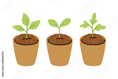 Seedlings for growing plants in peat cups. Seedlings for the garden