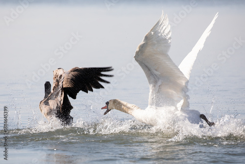 Tablou pe pânză Mute Swan and Canada Goose Conflict, Cygnus olor, Branta canadensis