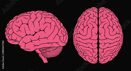 Human brain illustration set, anatomical nervous system organ views, neuroscience medical concept, pink brain anatomy isolated on black background