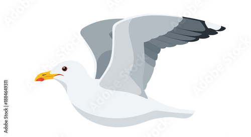 Seagull in flight, a Laridae camar soaring through the coastal air with wings outstretched