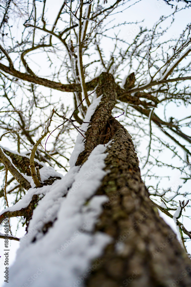Obraz premium winter landscape