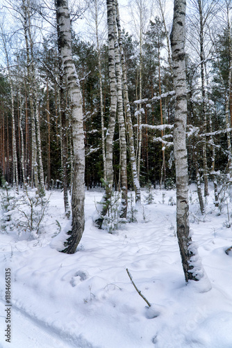 Winter landscape. A snow-covered forest. A group of birch trees in the foreground, with a pine forest in the background. Poland, Europe.