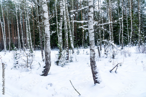 Winter landscape. A snow-covered forest. A group of birch trees in the foreground, with a pine forest in the background. Poland, Europe.