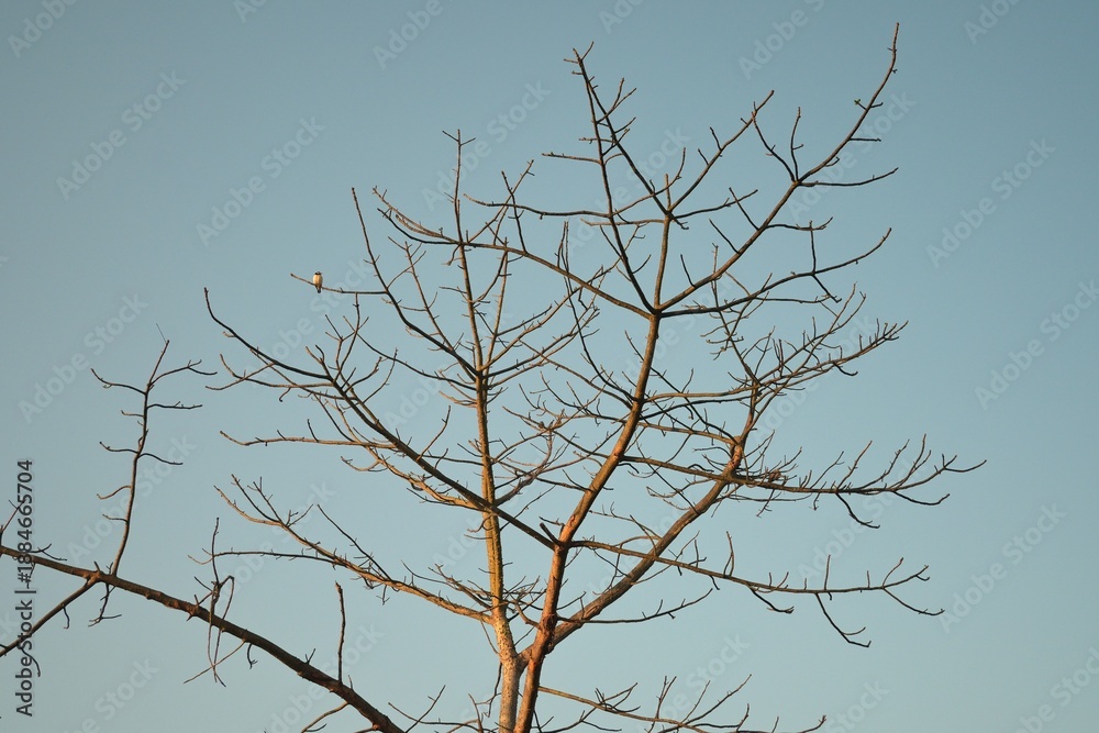Obraz premium Bare Tree Branches with Perched Bird Against a Clear Sky