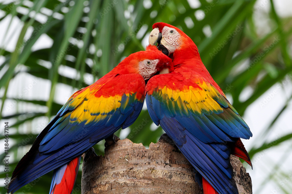 Obraz premium A pair of nesting scarlet macaws preen and cuddle on top of a palm stump in Costa Rica