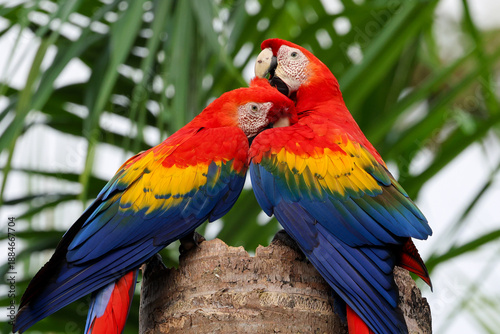 A pair of nesting scarlet macaws preen and cuddle on top of a palm stump in Costa Rica