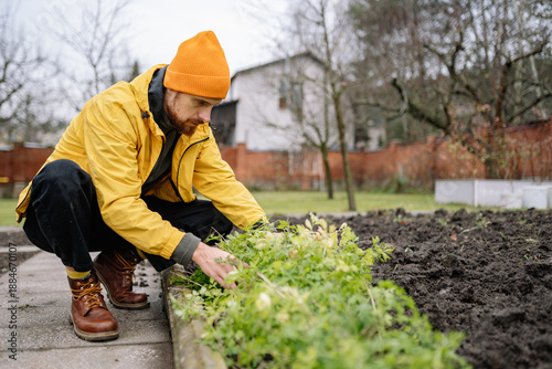 Gardener working in vegetable patch during cloudy day in residential area, focused on plants and soil care in the morning