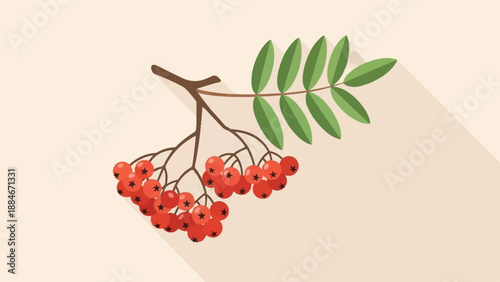 Branch with red berries and green leaves on a light background
