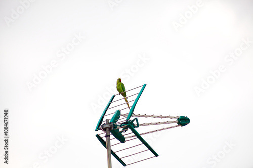 Colorful argentine Parrot Myiopsitta monachus Perched On Teal Antenna Against Soft Sky