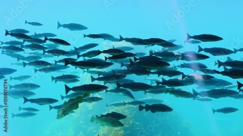 Straumen tidal strait fish schools in Norway waters
