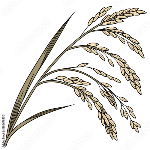 Macro Texture of Rice Grains on Clean White Background Vector