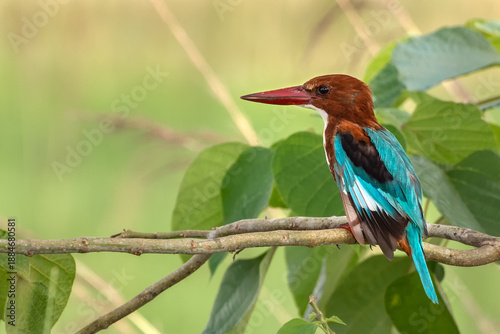 Tableau sur toile A White-breasted kingfisher or White-throated kingfisher (Halcyon smyrnensis) sitting on a branch