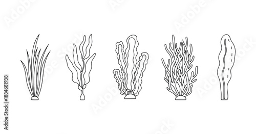 Line art of five unique seaweed types
