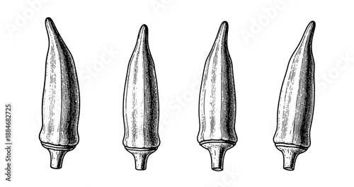 Vintage engraving of okra pods in black and white detailed illustration