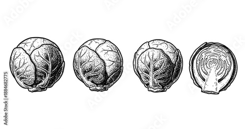 Monochrome illustration of four brussels sprouts showing whole and cross-section views