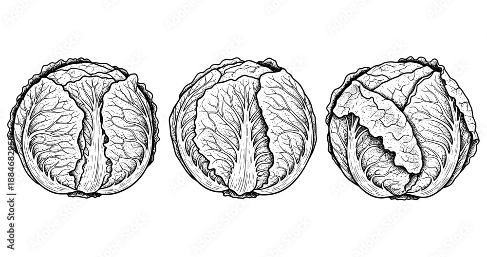 Fototapeta premium Detailed black and white sketch of three cabbages