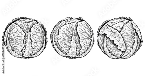 Detailed black and white sketch of three cabbages