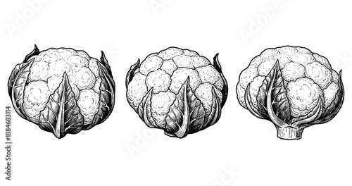 Three detailed black and white cauliflower sketches with leaves