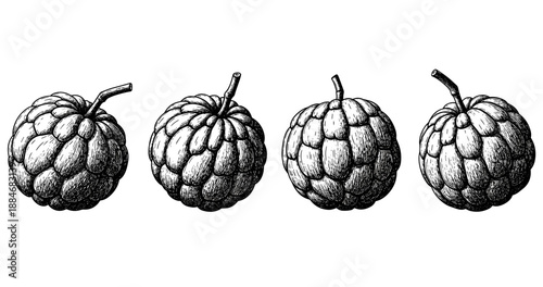 Hand-drawn annona fruits in vintage art style with detailed texture