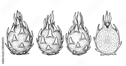 Detailed hand-drawn dragon fruit illustrations in black and white