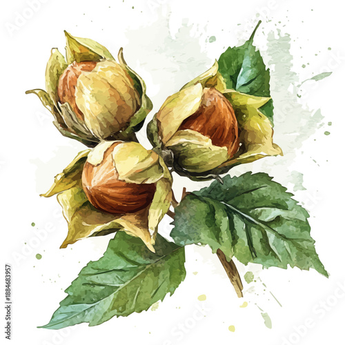 Wild Hazelnut, semi-realistic fantasy design, magical atmosphere, watercolor painterly illustration, white background