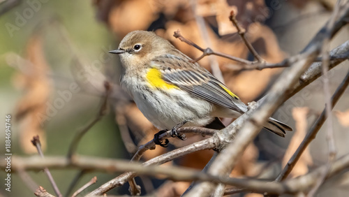 Фотография Yellow Rumped Warbler on a branch