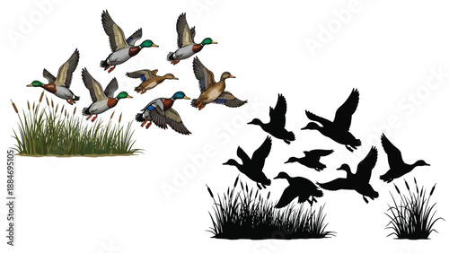 A flock of mallard ducks in flight taking off from grassy terrain