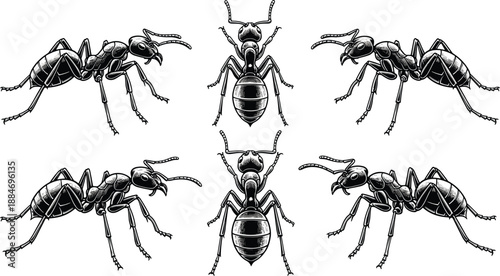 Set of detailed black and white ant illustrations in various views including top and side profiles isolated on white background.