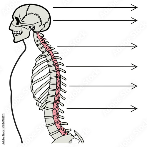 Human Spine Anatomy Medical Vector Illustration