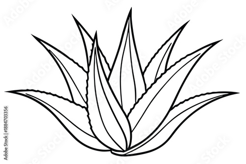 aloe vera silhouette line art vector illustration with a white background