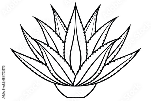 aloe vera silhouette line art vector illustration with a white background