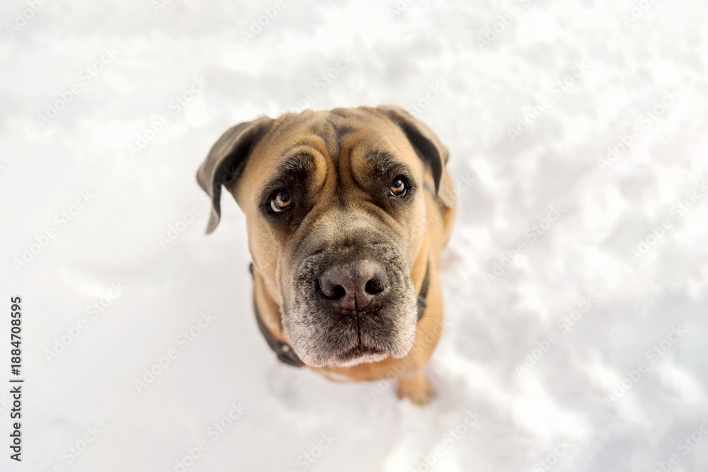 Obraz premium Cane Corso Portrait in Snow with Soft Winter Background