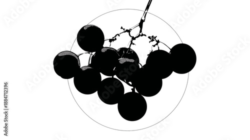 A cluster of dark grapes in a circle. The grapes are silhouetted against a white background