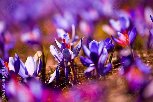 Fotografi stunning mountains blooming  spring  purple flowers, fantastic macro photo of crocuses flowers in Carpathian mountains